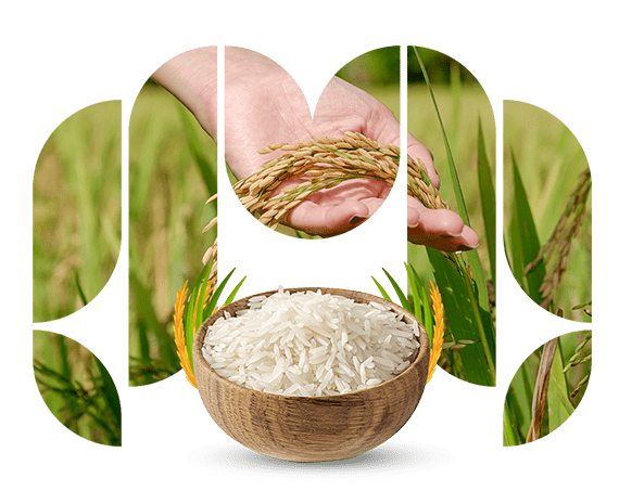 Rice Manufacturers & Exporters in India